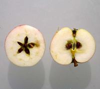 Antonovka æble overskåret